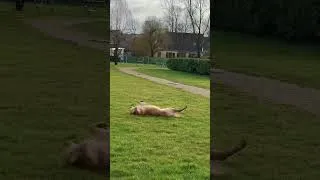 Miniature : Quelle vie de chien !