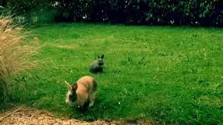 Miniature : Magic cute and cool rabbit