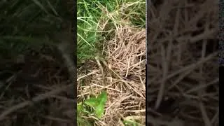 Miniature : A frog pisses and urinates while jumping