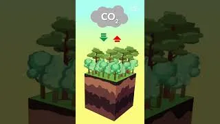 Miniature : Comment les arbres stockent-ils le carbone ?