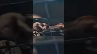 Miniature : La Pelea que Casi acaba con el Boxeo #boxing #boxeo #boxingtraining