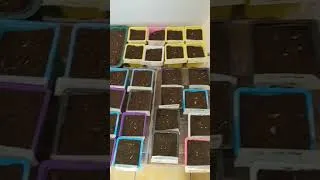 Miniature : 👉Test terre à semis et terreau !