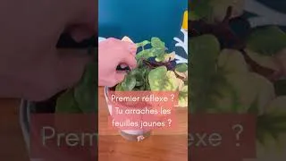 Miniature : Quand une plante jaunit, tu fais quoi ? Métaphore pour t'expliquer la médecine fonctionnelle