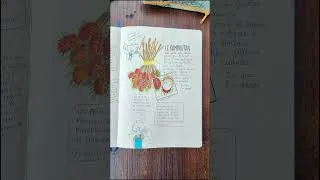 Miniature : le ramboutan - malaisie - carnet de voyage aquarelle