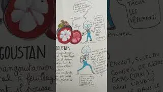 Miniature : Découverte du Mangoustan en Malaisie - carnet de voyage - aquarelle - synthèse dessinnée