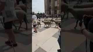 Miniature : Incursion de moutons à Paris (juillet  2019)
