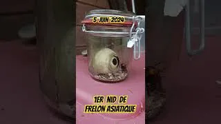 Miniature : un reine frelon asiatique pris au piège ! #frelons #frelon #frelonasiatique #reine #wallonie