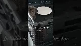 Miniature : Une petite visite ce matin, il était épuisé par la chaleur il a pu se réhydrater et manger .