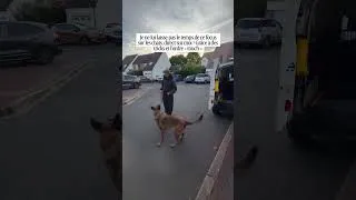 Miniature : UN MALINOIS VS CHATS??