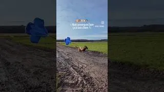 Miniature : Un Parachute pour chien ?! 🪂 A quoi ça sert ??