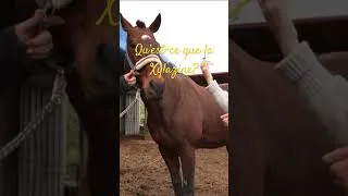Miniature : Qu’est-ce que la Xylazine?