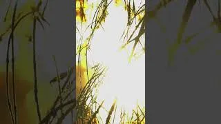 Miniature : Ambiance Automnale 🍁🔊