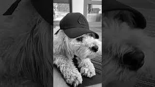 Miniature : Vos photos de la Black Cap !