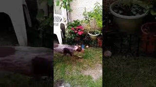 Miniature : Formula Dog #dog #funnydogs