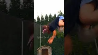 Miniature : Trampoline !!  #therian #viral #therianthropy #trending #quadrobics #therians #chill #trampoline