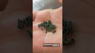 Miniature : Recette : Le beurre de Chanvre à la Spiruline #superaliment #bienetre #spiruline