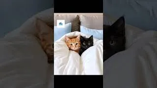 Miniature : Avec eux, le bonheur est toujours tout près 😻😻😻
