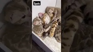 Miniature : Une famille extraordinaire..😻😻😻