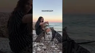Miniature : Sunset, sea & cats = best combo 😻