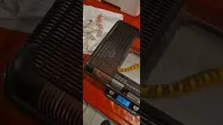 Miniature : une petite gutt , un serpent des blés pantherophis guttatus fr