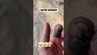 Miniature : le bernard-l'hermite j'adore cet animal#Bernard. #plage #cambodge