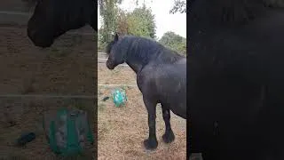 Miniature : Après le bain de boue d'hier gros pansage obligé #etalon #merens #jument #merenshorse #love