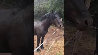 Miniature : la pluie et enfin de retour #etalon #merens #jument #merenshorse