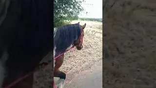 Miniature : changement de pâture pour les loulous #etalon #irishcob #hongre #pursanganglais ❤️❤️