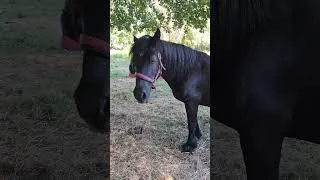 Miniature : 2e partie une fois la ration fini de vrai amour comme même #etalon #merens #jument #merenshorse