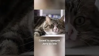 Miniature : Quand tu aperçois Jerry au loin 🐁