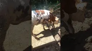 Miniature : Changement de Batiment pour 2 Nouveaux Veaux Sevrés !