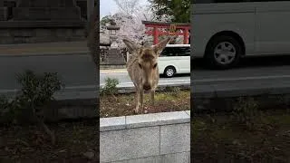 Miniature : Un shika qui me salue à Nara Japon