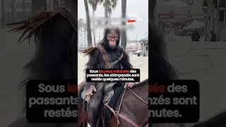 Miniature : La Planète des Singes envahit Venice Beach