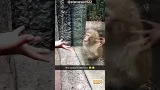 Miniature : Funniest Monkeys scenes #humour #monkeys #monkeyvideo