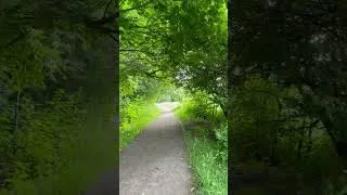 Miniature : Promenade matinale #promenade #matins #forêt #bois #forest #nature #ambiance #ambient #oiseaux #top