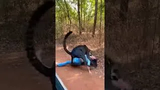 Miniature : 😨 Elle s’approche d’un guépard 🐆