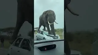 Miniature : 😱 Un éléphant fonce sur des touristes 🐘