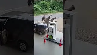 Miniature : 😱 Un éléphant le charge à la pompe 🐘