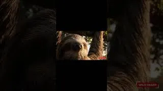 Miniature : WILD HEARTS short #ProgressiveHouse #EDM #UnrealEngine5 #EDMfestival #HouseMusic #EDMcinematic