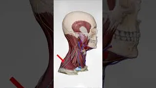 Miniature : Muscle Elevateur de la Scapula #anatomie #médecine #muscle #medicalstudent