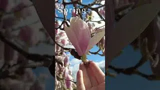 Miniature : Spring by the water