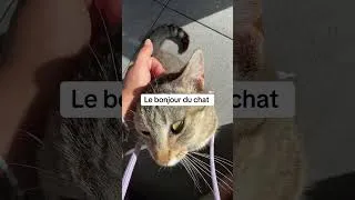 Miniature : Le bonjour du chat.