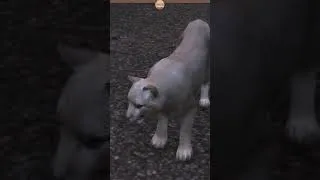 Miniature : Un puma dans toute sa splendeur | #sunnycorn_ sur #Twitch