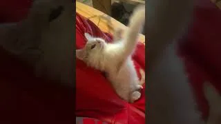 Miniature : Ce chaton est trop mignon ! ♥️ #kitten #chat #chaton #lolcats