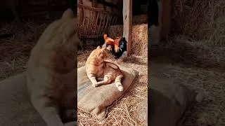 Miniature : le chat fout 2 coup de patte a la  poule 😂😂😂