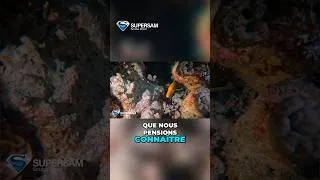 Miniature : Plongée Nocturne  Le récif révèle ses secrets cachés