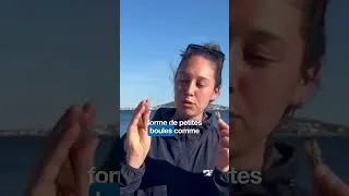 Miniature : Pourquoi la posidonie, c'est génial ?