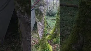 Miniature : Petit réveil en forêt avec le champ des oiseaux 🎶🐦