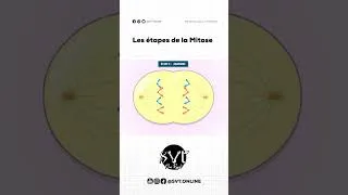 Miniature : Retiens les étapes de la MITOSE pour toujours ! (Astuce P.M.A.T)