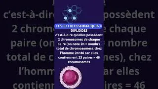 Miniature : Les cellules somatiques c'est quoi???